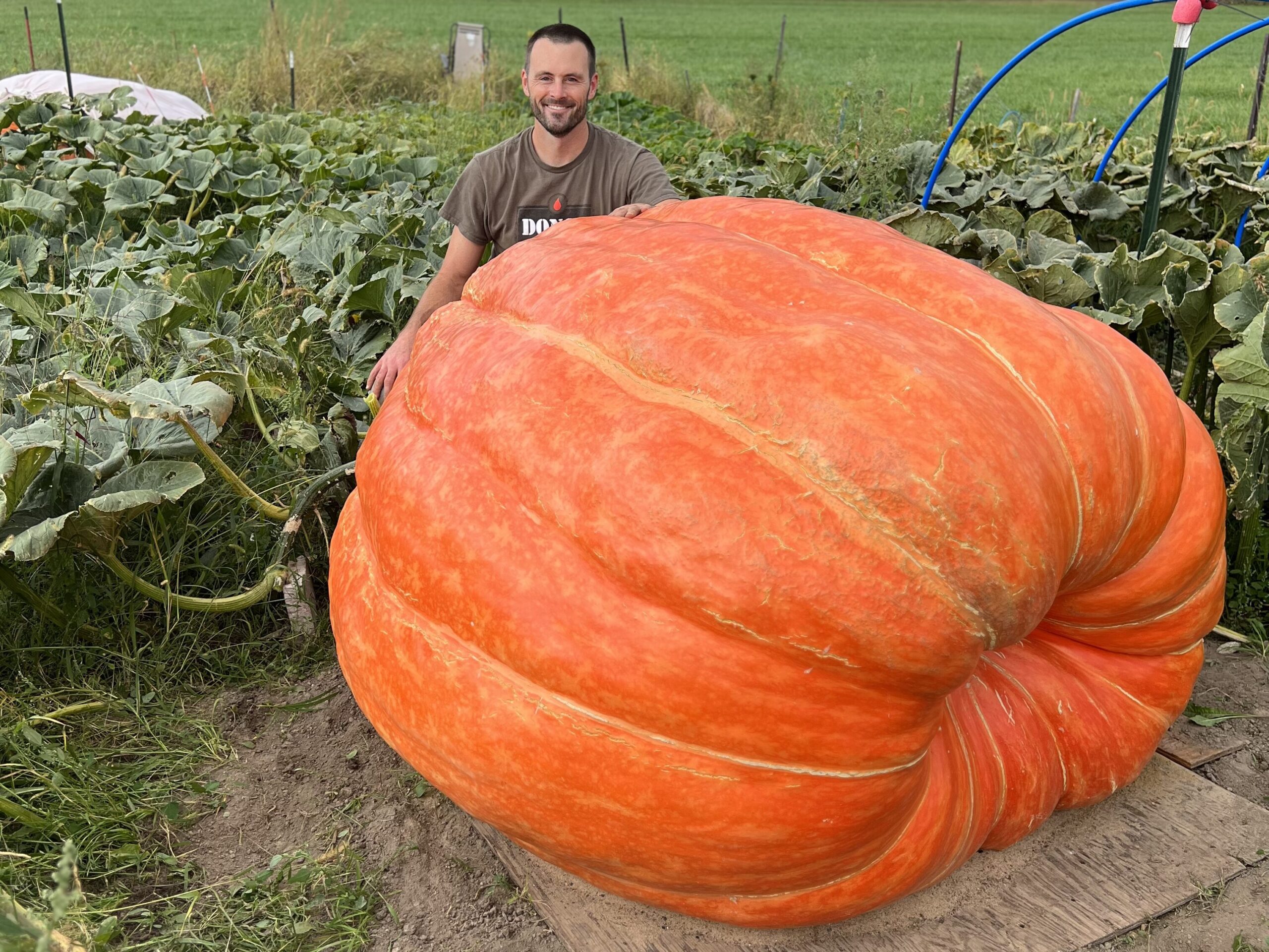 Man kneeling behind giant pumpkin