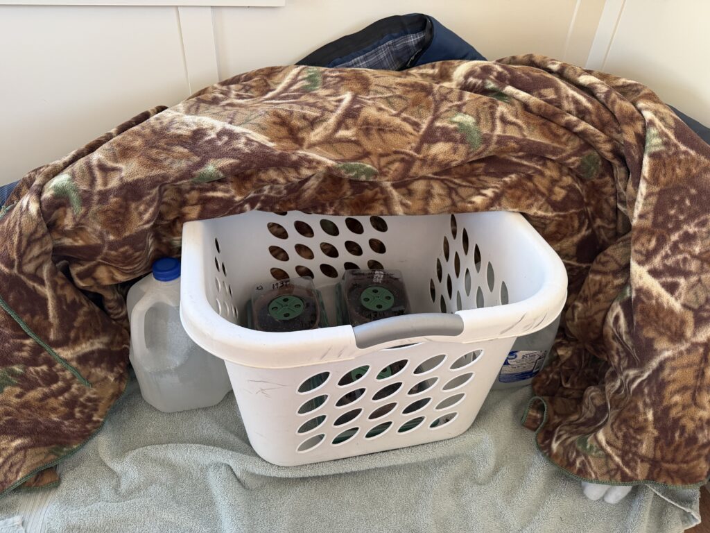 Giant pumpkin seed starting setup using laundry basket covered with blanket